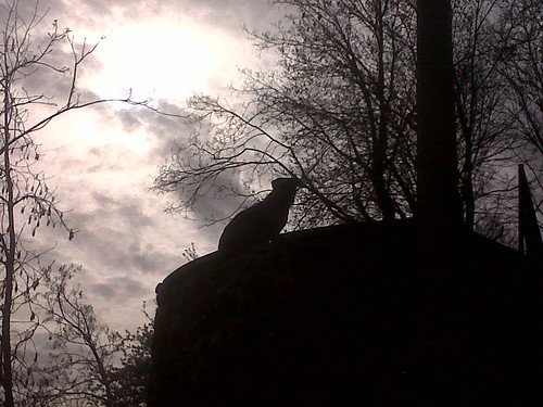 Loup garrou chien