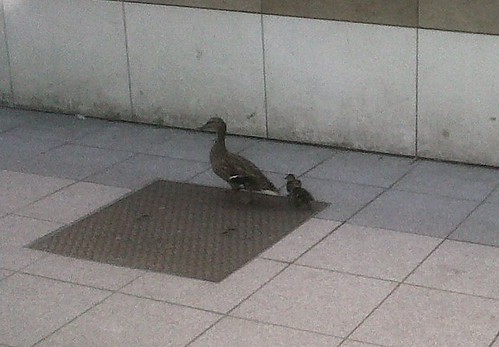 Canard école primaire