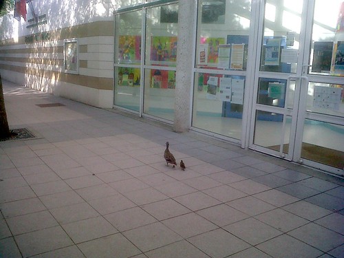 Canard école primaire 2