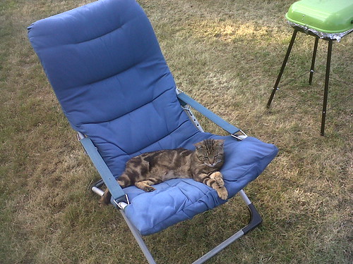 Le chat qui a tout compris